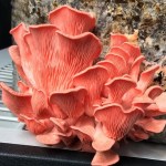 Pink oyster mushrooms (Pleurotus djamor) C-Port Mushrooms Savannah Georgia.